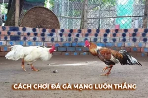 Tuyệt Chiêu Cách Chơi Đá Gà Sabong Tại AE6789 Luôn Thắng Lớn